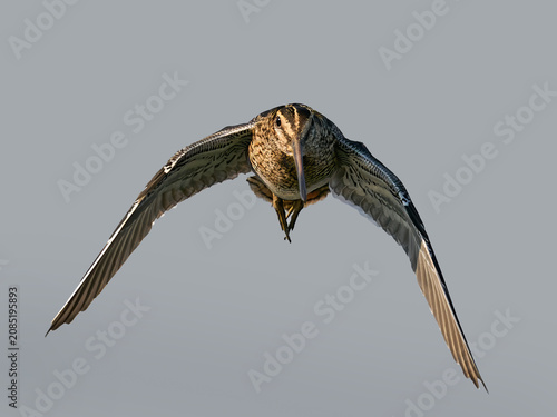 Common snipe (Gallinago gallinago)