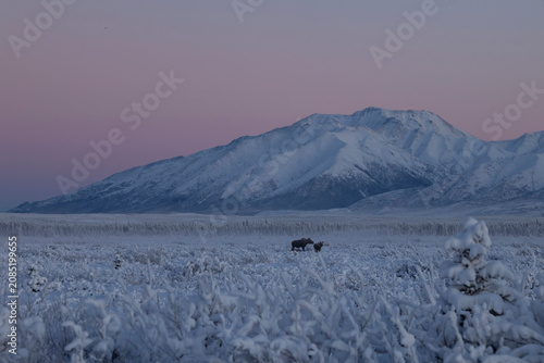 Moose in a snowy field in Alaska