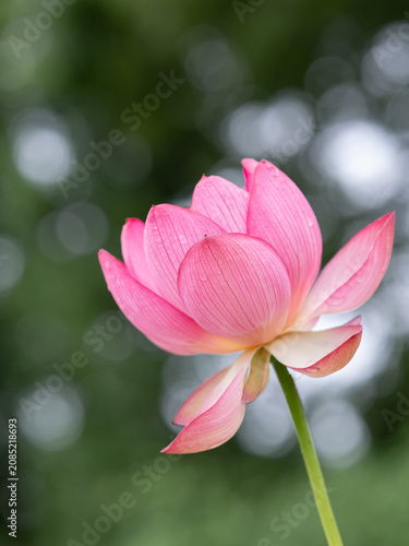 美しいピンクの蓮の花