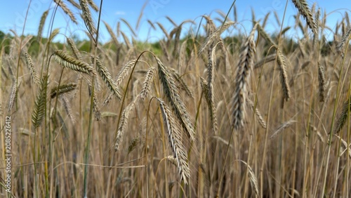 Obraz na płótnie Golden rye grain field in rural Poland, Europe