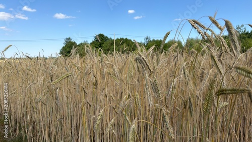 Foto Golden rye grain field with dirt road alongside trees and blue sky with white cl