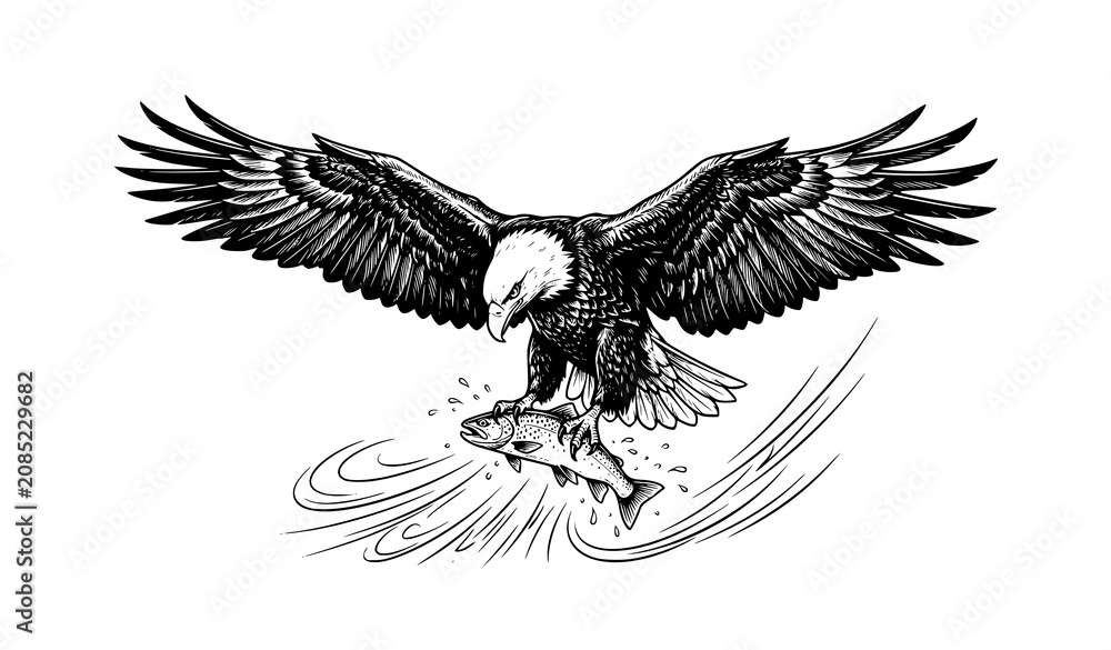 Fototapeta premium Black And White Bald Eagle Catching Fish Vector Wildlife Illustration