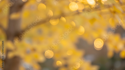Autumn Bokeh Background with Yellow Hues and Soft Focal Points