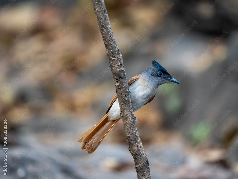 Fototapeta premium Female Paradise Flycatcher Bird Perched on Branch, Wildlife Photography, Nature Background, Exotic Feathered Creature