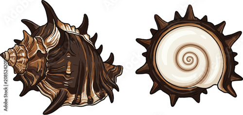 Cuadro en lienzo Detailed brown sea snail shells vector set showing an ornate spiky murex seashel