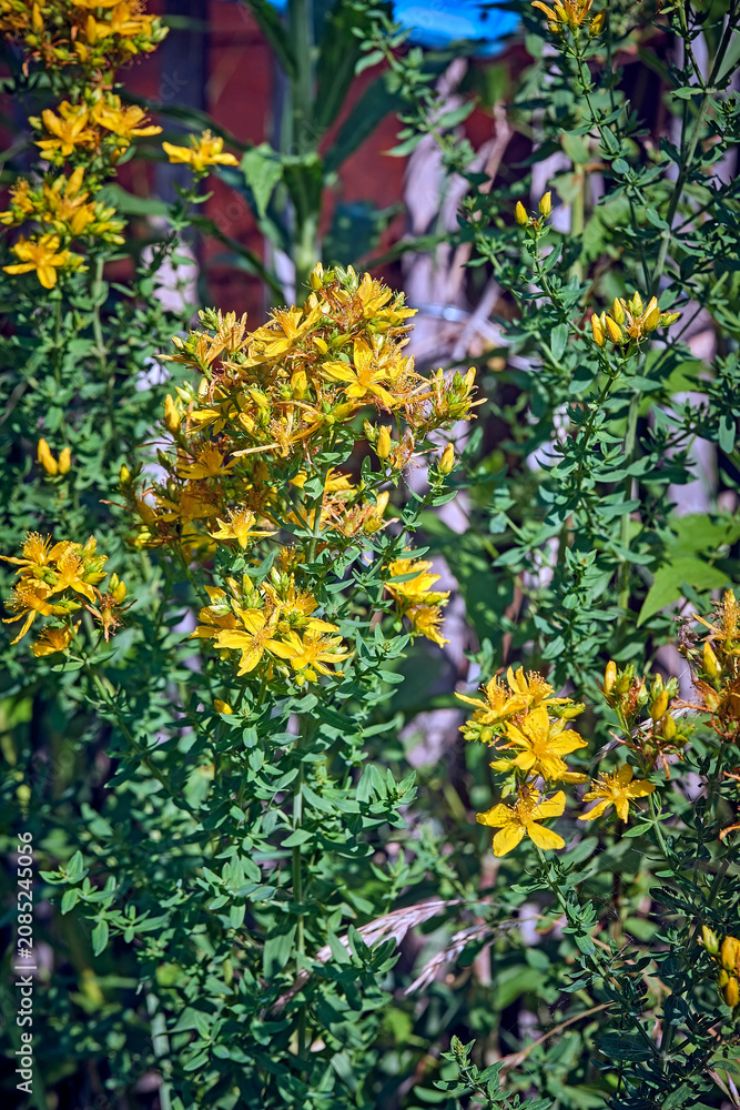 Obraz premium Echtes Johanniskraut ( Hypericum perforatum ).
