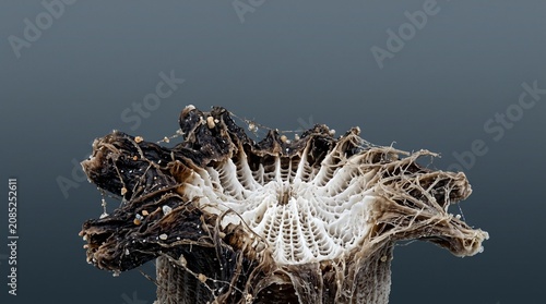 Creative Fungal mycelium, white, root system, organic growth, close-up 2k