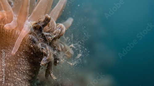 Creative Underwater, sea anemone, tentacles, ocean creature, marine life 2k