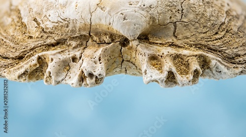 Creative Fossilized dinosaur bone, ancient beige skeleton, close-up texture, prehistoric relic 2k