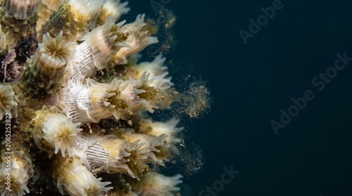 Creative coral, underwater, sea fan, marine life, ocean background 2k
