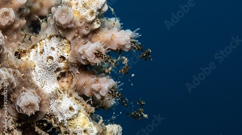 Creative Coral reef, underwater, marine life, ocean scenery, tropical ecosystem 2k