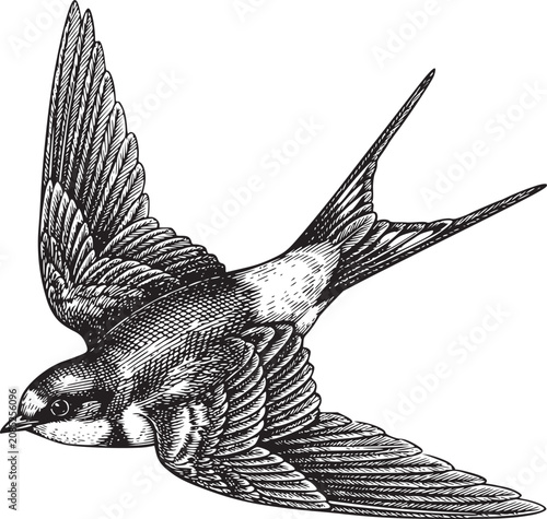 Swallow bird in flight, detailed vintage engraving style, spread wings, isolated on transparent background for design elements.