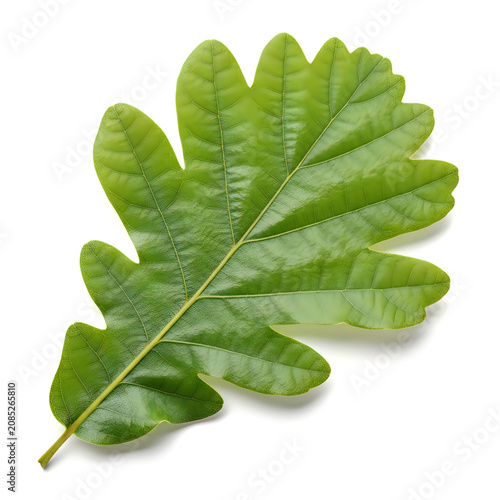 Fresh green oak leaf isolated on clean white background isolated on white background