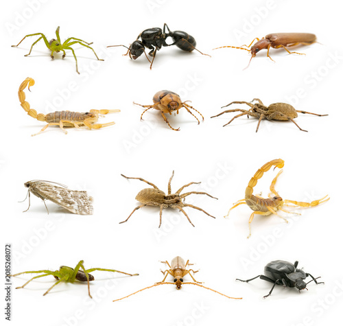 Canvastavla Collection of various insects and arachnids including spiders, scorpions, ants a