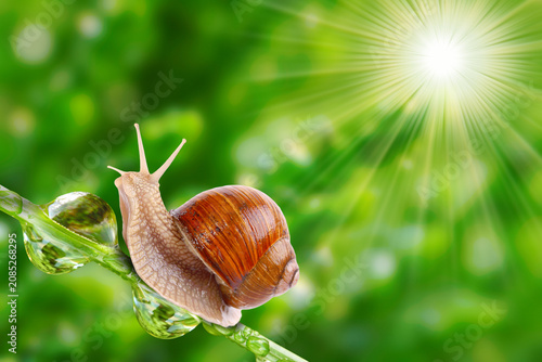 Konstfotografi Garden snail climbing a plant stem in morning sunlight with lens flare sunlight