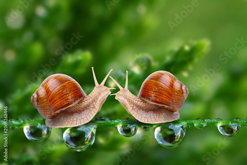 Obraz na płótnie Two garden snails on a wet green branch with water droplets together gastropod w