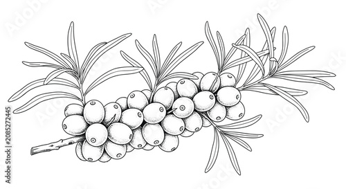 Detailed black and white line drawing of a sea buckthorn branch with numerous berries and long narrow leaves for botanical art.