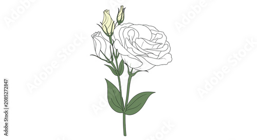 Elegant white rose flower with two unopened buds and green leaves shown against a plain white background for botanical design projects.
