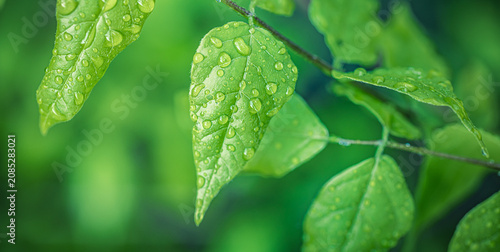 Tableau sur toile Tranquil fresh green leaves, sparkling water droplets heart shape, macro closeup