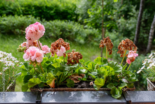 Pink geranium flowers with dried blooms in balcony planter needing summer care and deadheading