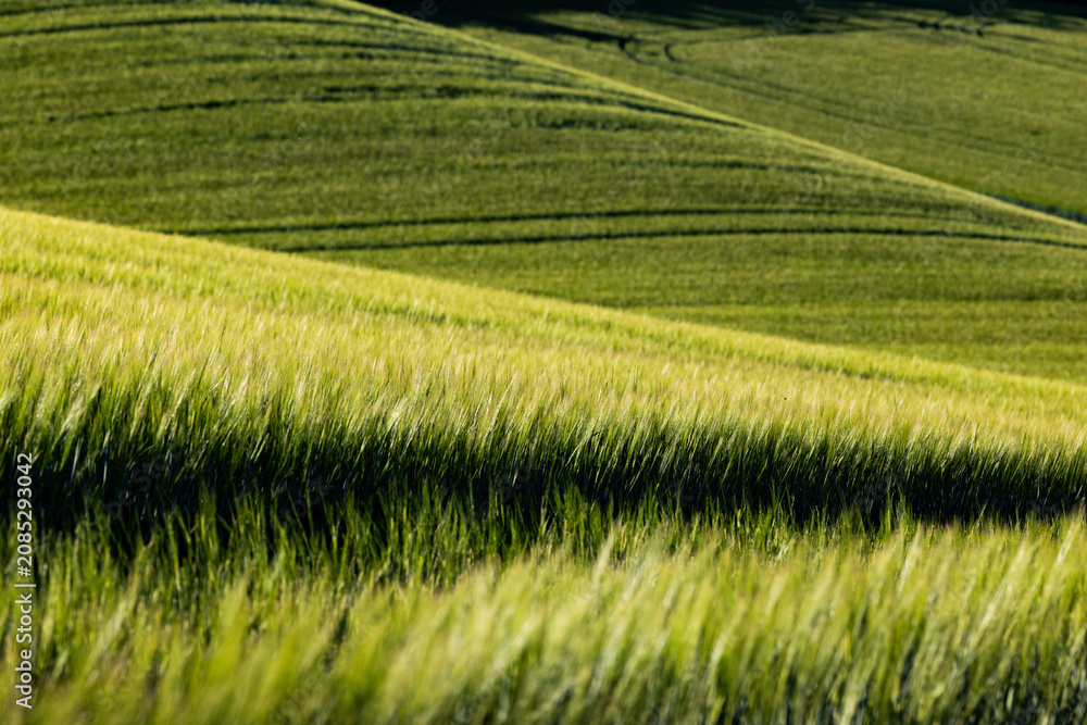 Obraz premium abstract background of green wheat