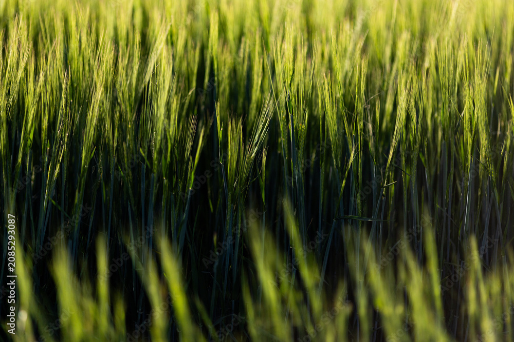 Obraz premium abstract background of green wheat