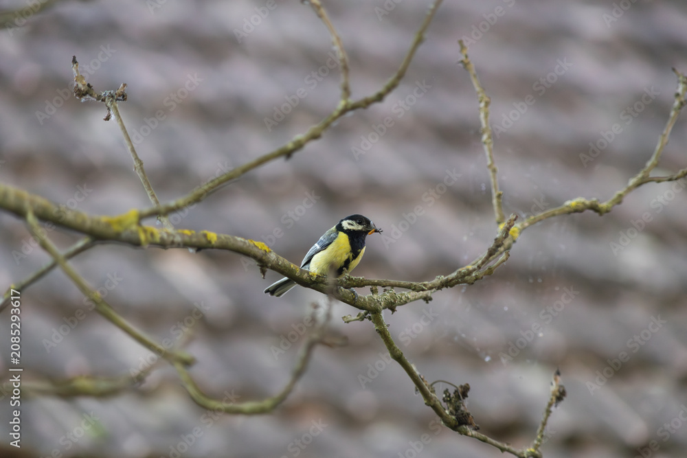 Fototapeta premium small colorful bird on a treebranch