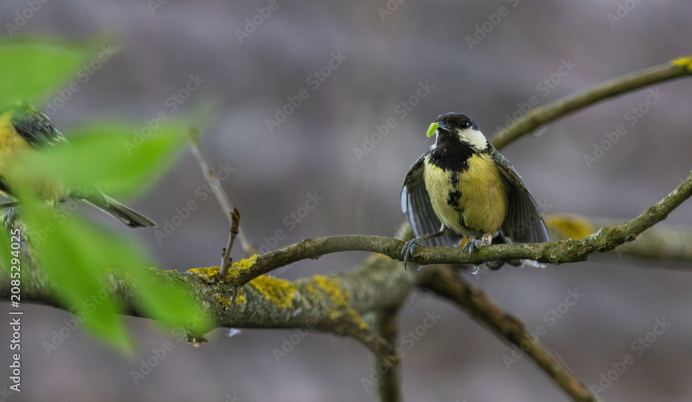 Fototapeta premium small colorful bird on a treebranch
