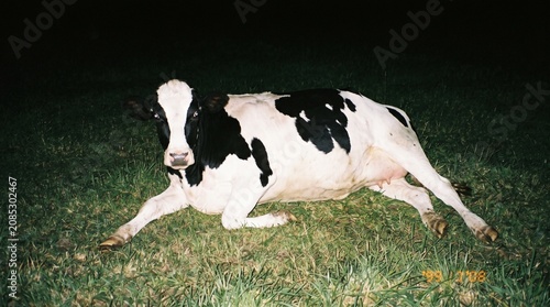 Direct flash photo of Holstein cow lying on grass at night