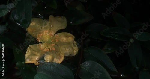 This is a yellow flower with five petals, a pistil and numerous stamens, set against a backdrop of green foliage. The green leaves provide a backdrop, and the pistil is pale in colour.
