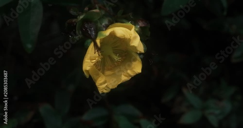 yellow petaled flower with a pistil and stamens in front of green foliage. flower has five petals. green leaves form a background. stamens are numerous. pistil is a pale color.