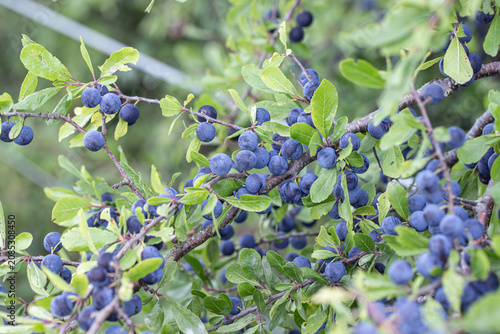 Принти на полотні Blue sloe berries (Prunus spinosa)