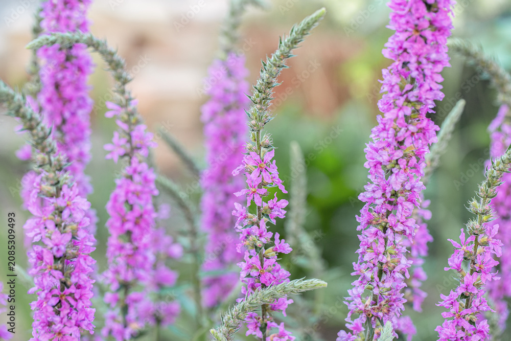 Obraz premium Group of purple loosestrife flower spikes. (Lythrum salicaria). Typical habit of the flower spikes. Ideal for publicaions about naturalistic gardening.