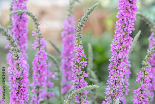 Photos Group of purple loosestrife flower spikes