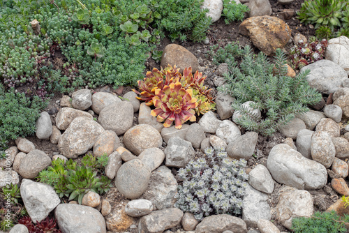Foto Mix of colorful stonecrops and houseleeks (Sedum and Sempervium) in a rock garden