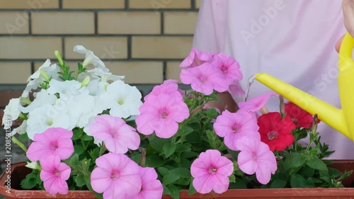 Unrecognizable female gardener using a yellow watering can to irrigate pink, white and red petunia flowers in a plastic box. City lifestyle and plant care concept