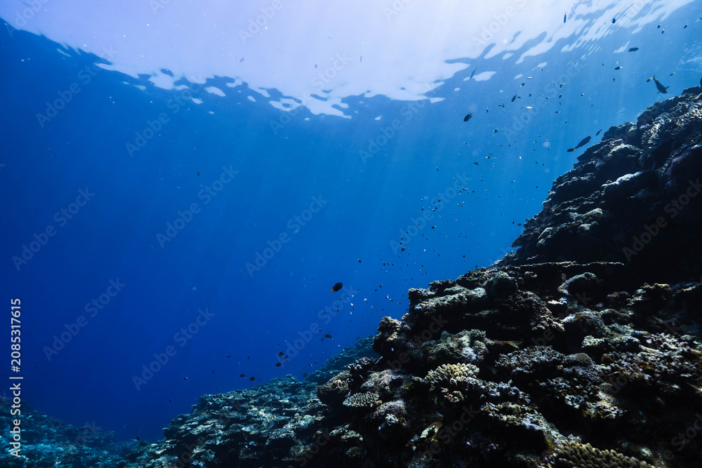 Fototapeta premium Sunlight Filtering Through the Ocean Above a Coral Reef