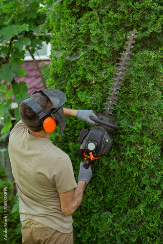 Professional garden worker trimming a tall thuja hedge using a power hedge trimmer while wearing protective visor, earmuffs and gloves. Landscaping, hedge maintenance and workplace safety concept.