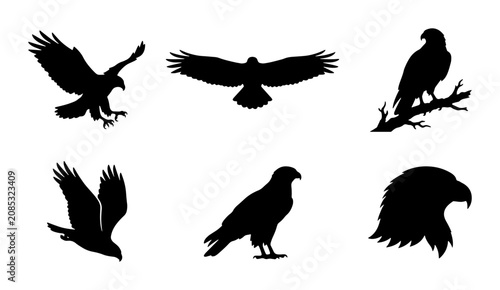 Foto Eagle Silhouettes, Bird of Prey Vector Icons, Majestic Raptor Graphics, Wildlife