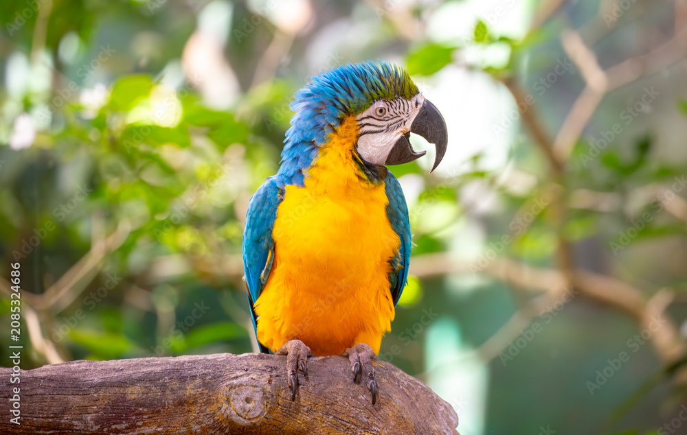 Fototapeta premium Close-up of a blue and yellow macaw parrot. The multi-colored parrot sits on a perch. The background is blurred with tree foliage, highlighting the birds' vibrant colors.