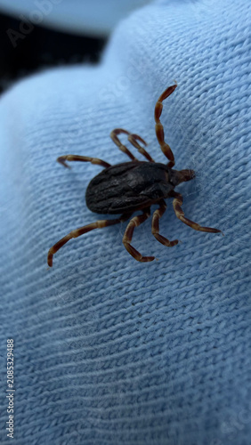 Fotografie Macro close-up of a hard tick from the family Ixodidae crawling on light blue fabric