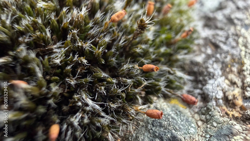 Bild auf Leinwand Macro close-up of green cushion moss with orange spore capsules on slender stalks above silvery hair-tipped leaves on weathered rock