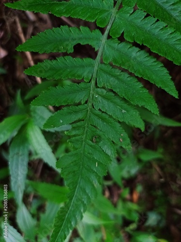 Εκτύπωση καμβά Vibrant green fern frond close-up in a lush forest, detailed texture of tropical