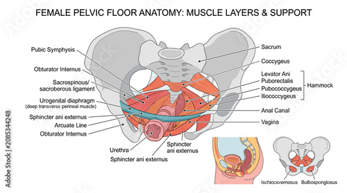 Fotografía Female Pelvic Floor Anatomy: Muscle Layers and Support Diagram