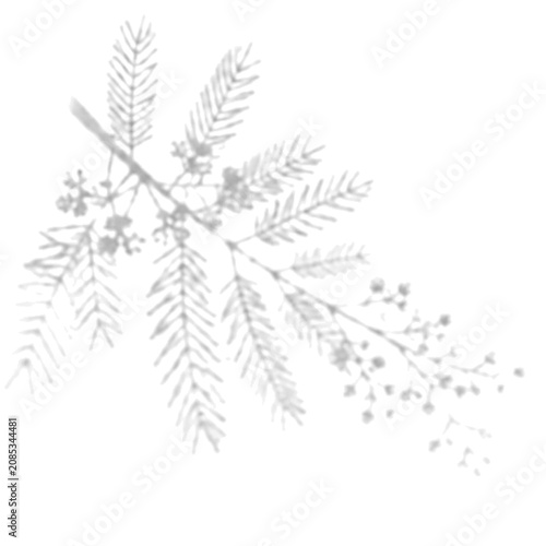 Willow Branch shadow overlay transparent PNG botanical soft window lig