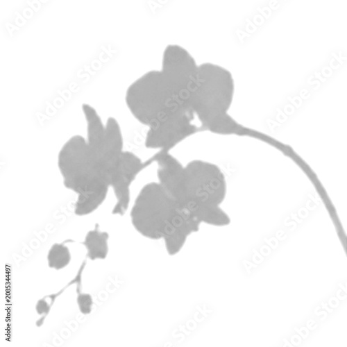 Ficus Leaves shadow overlay transparent PNG botanical scattered patter