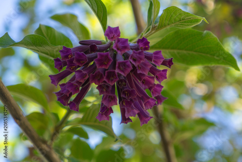 Vibrant Violet Trumpet Shaped Flowers with Fresh Green Leaves in Close Up