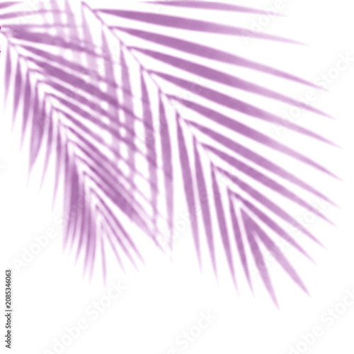 Grass Blades shadow overlay transparent PNG botanical delicate overlay