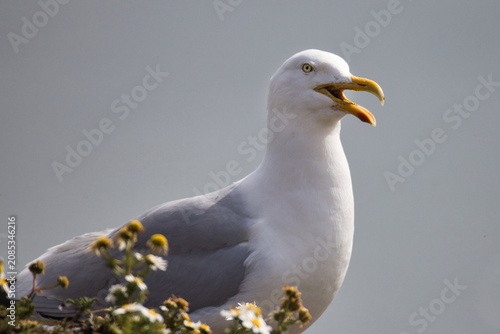 a three quarter length close up portrait of a herring gull, Larus argentatus,  with open beak as it stands on rocks against a plain grey sky