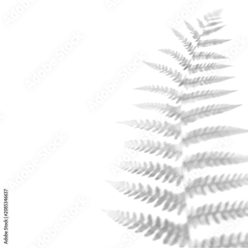 Bamboo Leaves shadow overlay transparent PNG botanical bold leaf silho